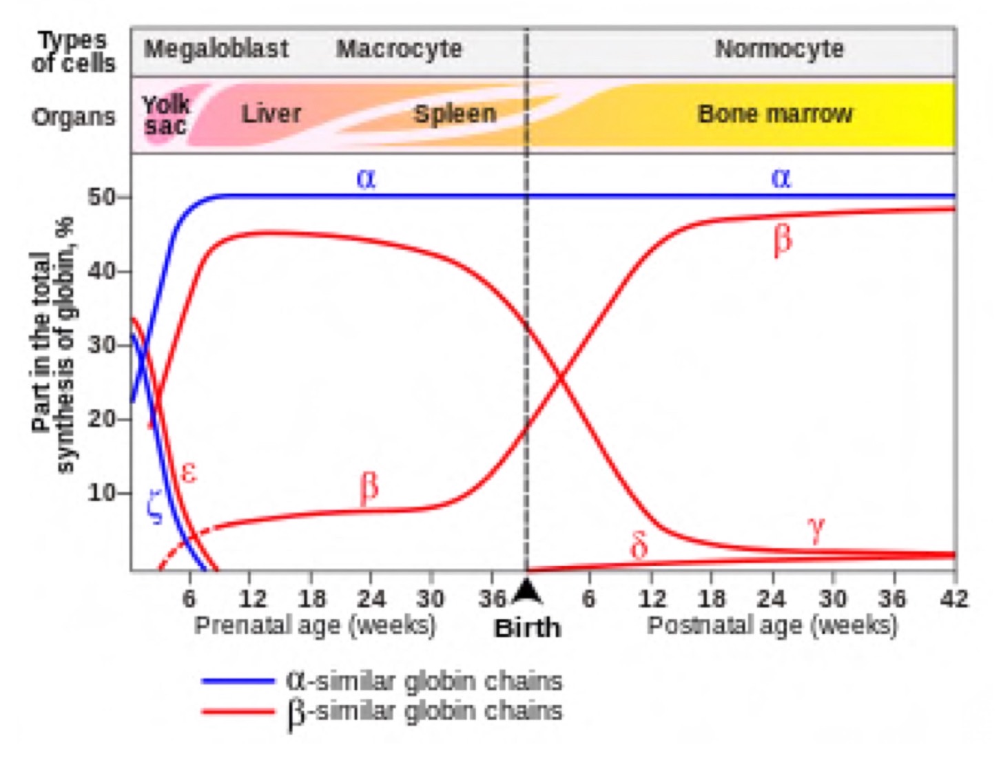 Read more about the article NL1 เมษายน 2568 –  Thalassemia Pathophysiology